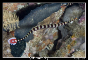 Banded pipefish is carrying their eggs attached to the lo... by Ahmet Yay 